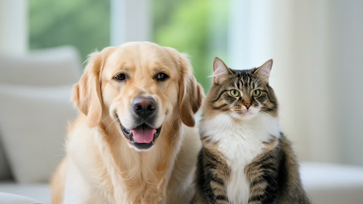Pet Insurance